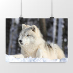 Poster Loup (HORIZONTAL)<br> Loup Blanc Assis