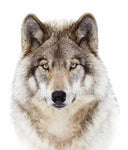 Tatouage Temporaire Loup<br>Blanc - Loup-Faction